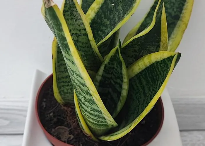 Palmaviola 4* كازيرتا